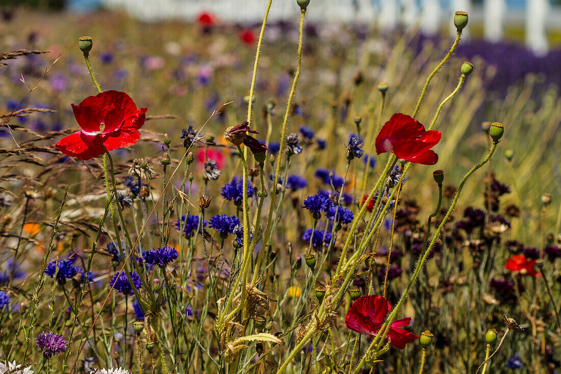 Port Angeles, Washington State. Meadow of red poppies, blue bachelor buttons and other flowers