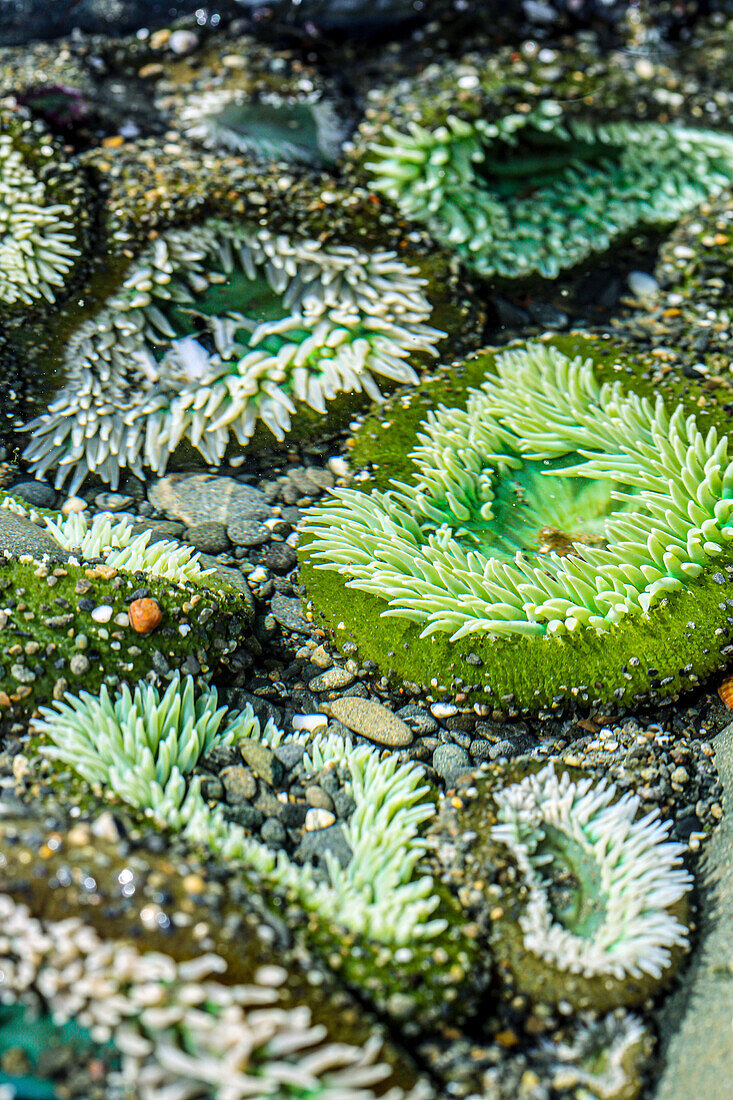 Beach 4, Kalaloch Lodge Olympic National Park, Washington State, USA. Sea anemones