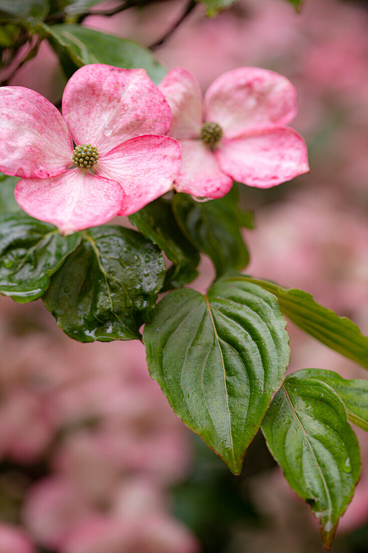 Silverdale, Bundesstaat Washington, USA. Blühender rosa Hartriegelbaum
