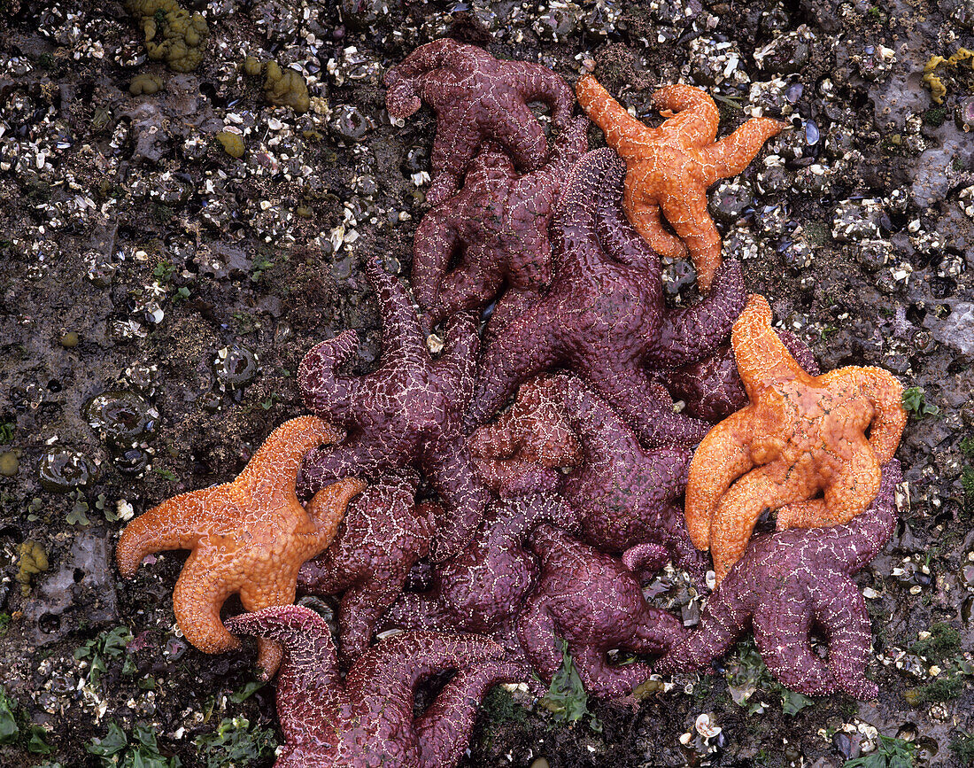 WA, Olympic National Park, Rialto Beach, Ockerfarbene Seesterne (Großformate verfügbar)