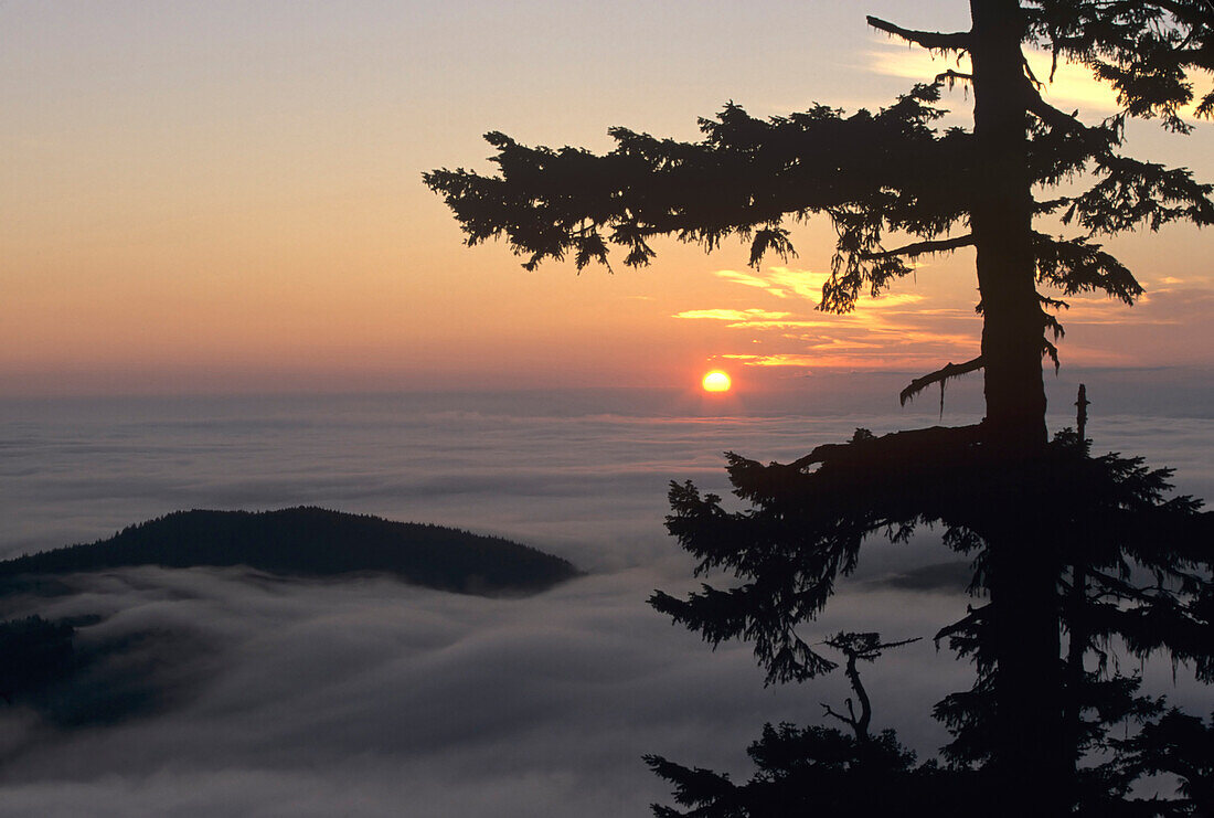 WA, Olympic National Park, Hurricane Ridge, Sonnenaufgang am Observation Point