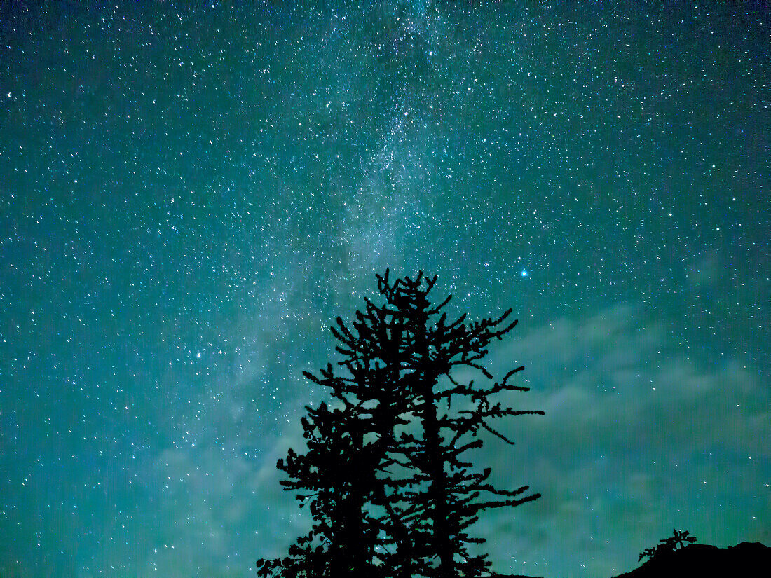 Washington State, Alpine Lakes Wilderness, Ingalls Pass, Milchstraße und Bäume