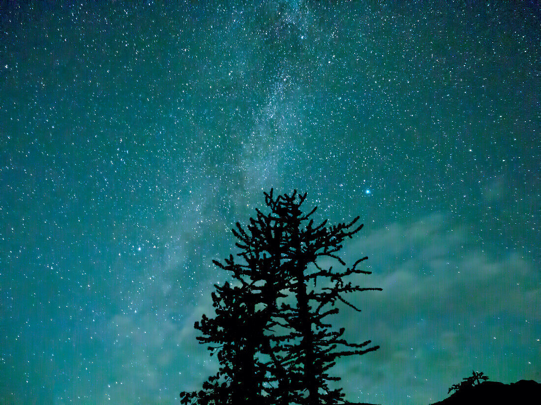 Washington State, Alpine Lakes Wilderness, Ingalls Pass, Milky Way and trees