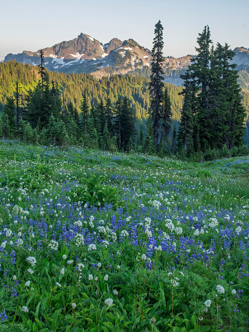 Bundesstaat Washington, Mount Rainier National Park, Tatoosh Range und Wildblumen