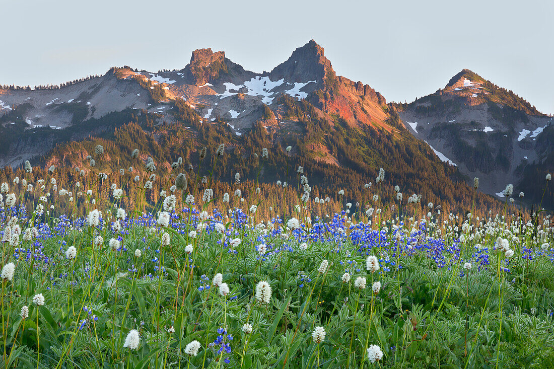 Bundesstaat Washington, Mount Rainier National Park, Tatoosh Range und Wildblumen