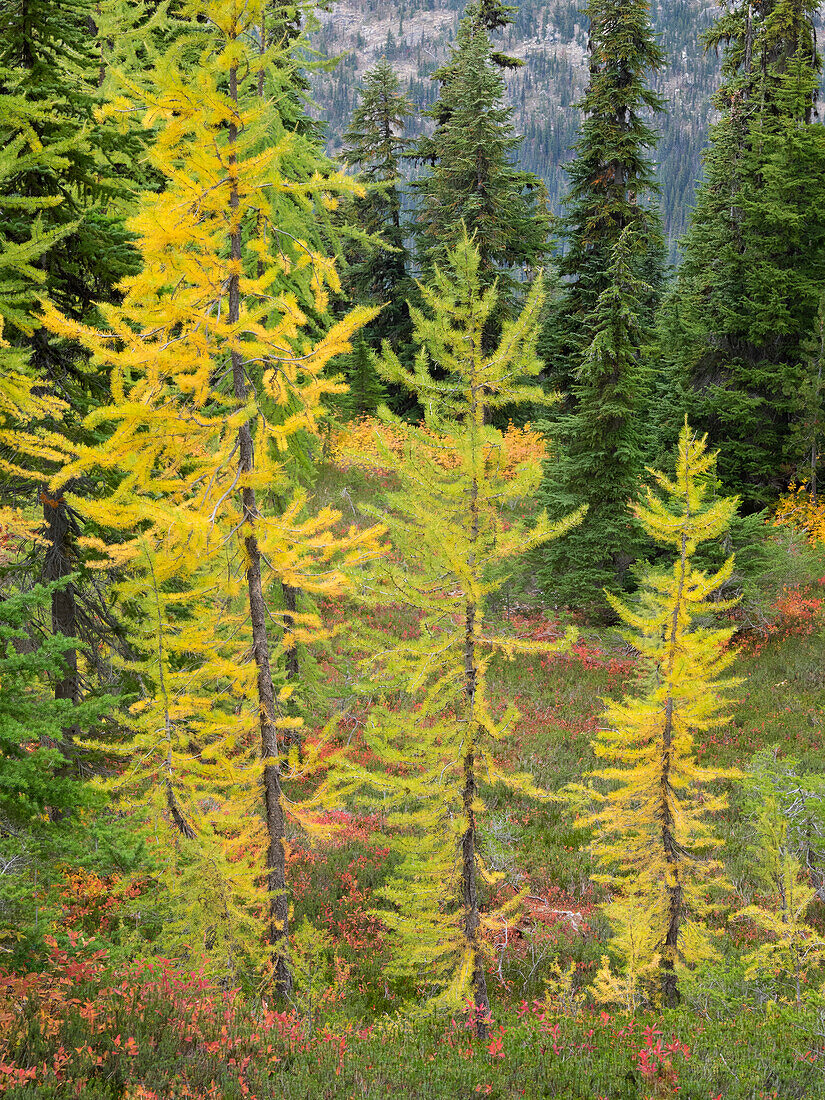 Washington State, Okanogan-Wenatchee National Forest. Colorful young larch trees