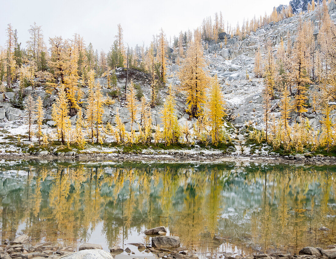 Washington State, Alpine Lakes Wilderness. Enchantment Lakes, larch trees reflected in Leprechaun Lake