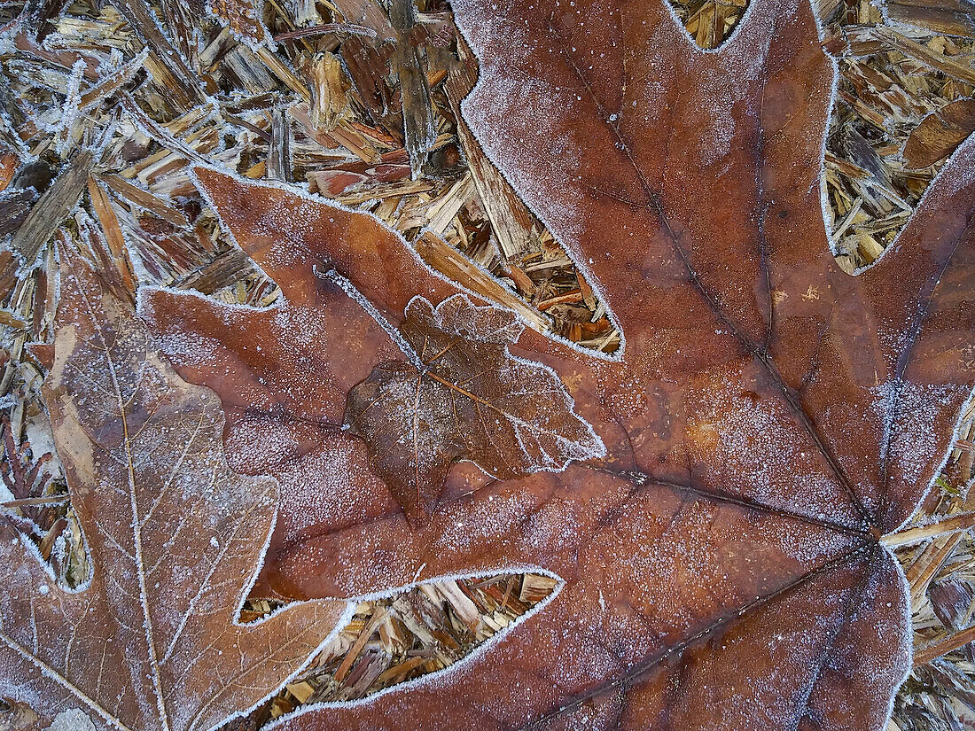 USA, Washington State. Central Cascades, Frosty Leaves
