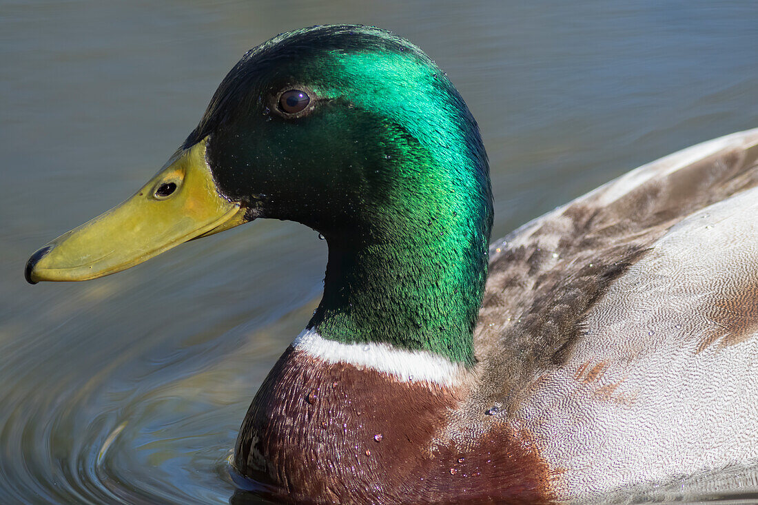 Washington State, Redmond, Lake Sammamish. Male mallard duck.