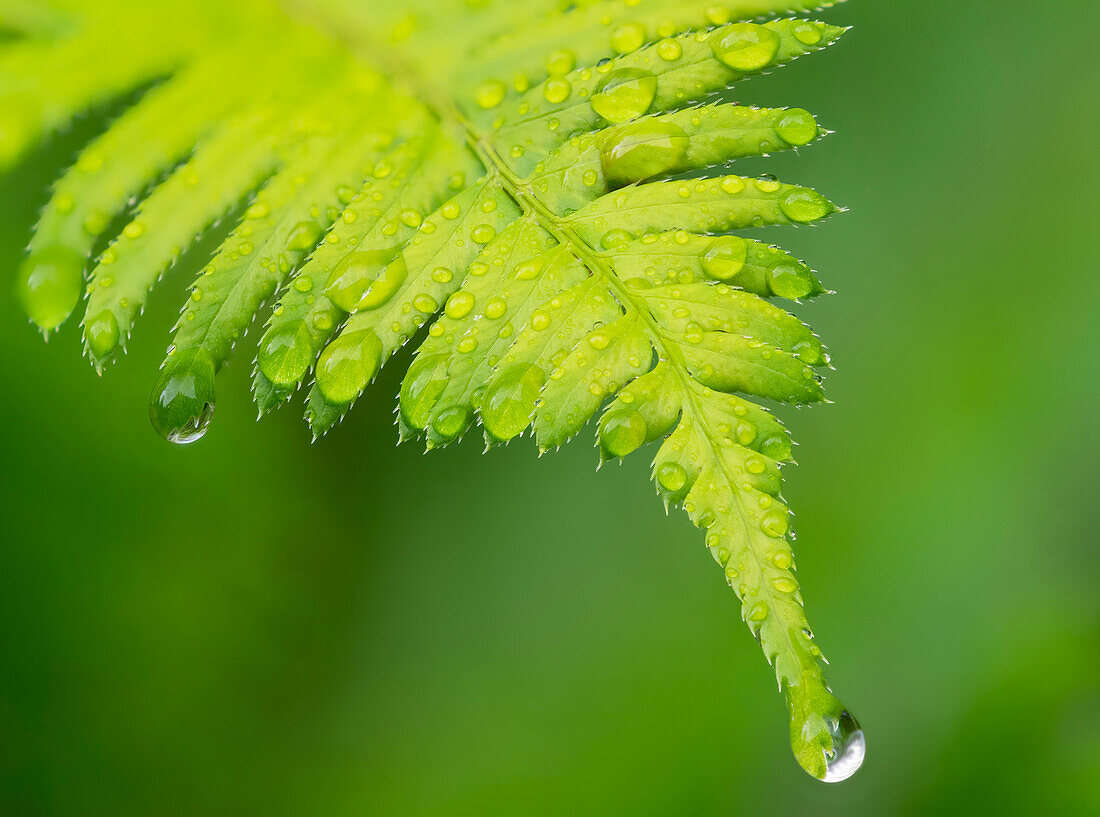 Washington State. Western sword fern