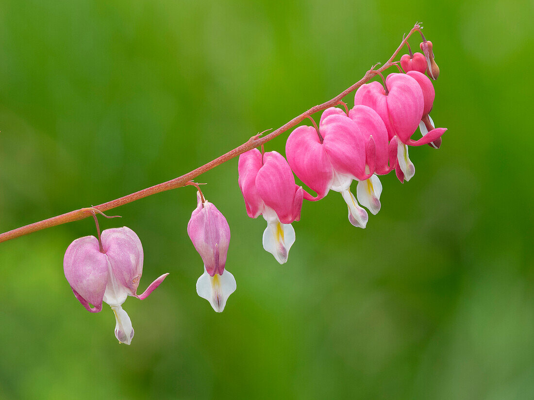 Washington State. Bleeding Heart