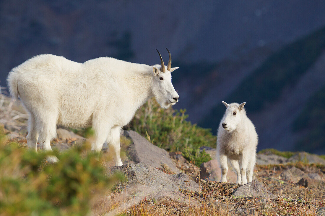 Mountain Goats, nanny and kid
