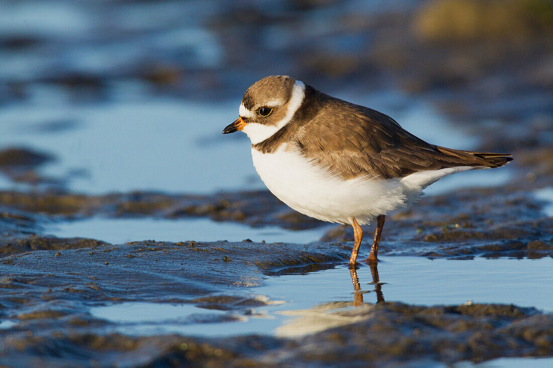 Sandregenpfeifer