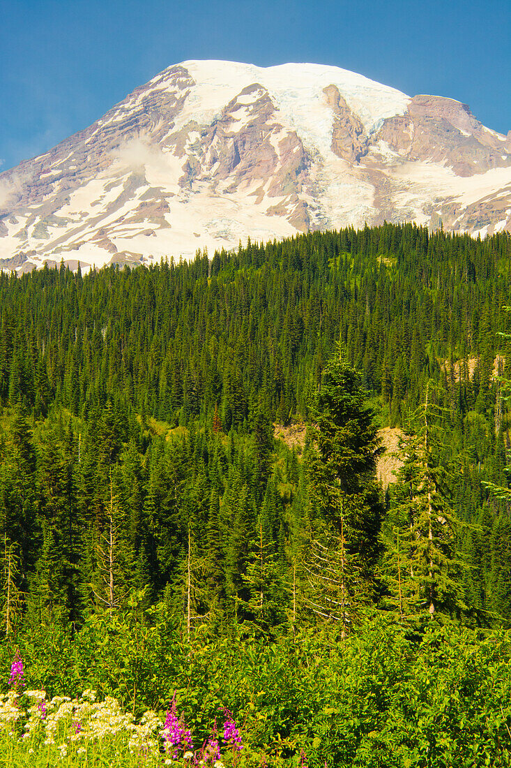 Mount Rainier and Wildflowers, Louise Lake Area, Mount Rainier National Park, Washington State, USA