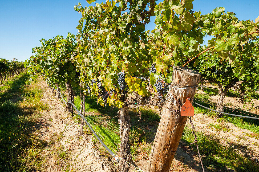 USA, Washington State, Columbia Valley. Old vine cabernet at Gamache Vineyard.
