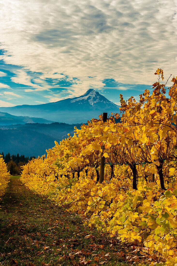 USA, Washington State, Stevenson. Morning light on the changing fall colors of a Columbia River Gorge vineyard.