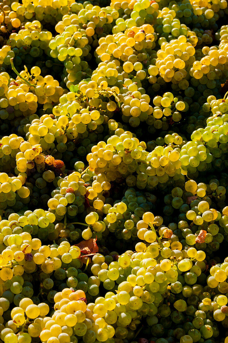 USA, Bundesstaat Washington, Red Mountain. Kiste mit Sauvignon Blanc-Trauben aus dem Weinberg Quintessence Vineyard bei der Ernte.