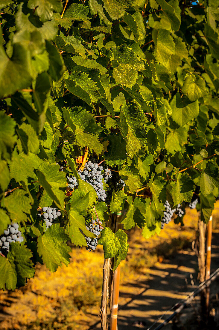 USA, Bundesstaat Washington, Zillah. Ernte von Reihen Cabernet Sauvignon in einem Weinberg im Yakima Valley.