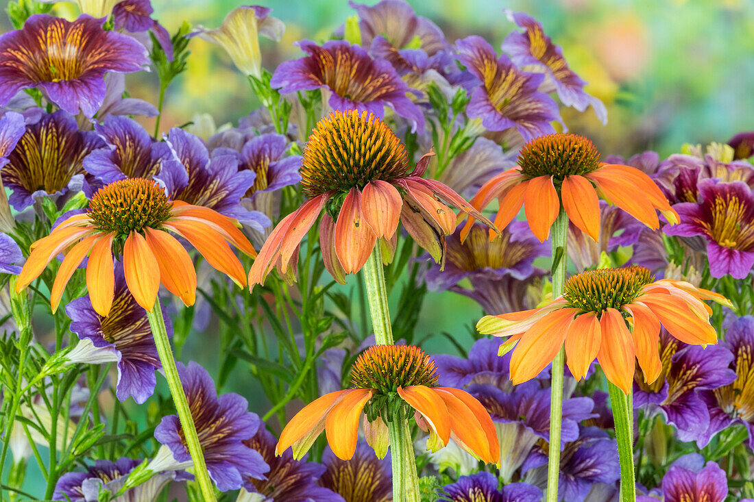 Orangefarbene Doldenblüte vor dem Hintergrund einer violett gefärbten Zunge.