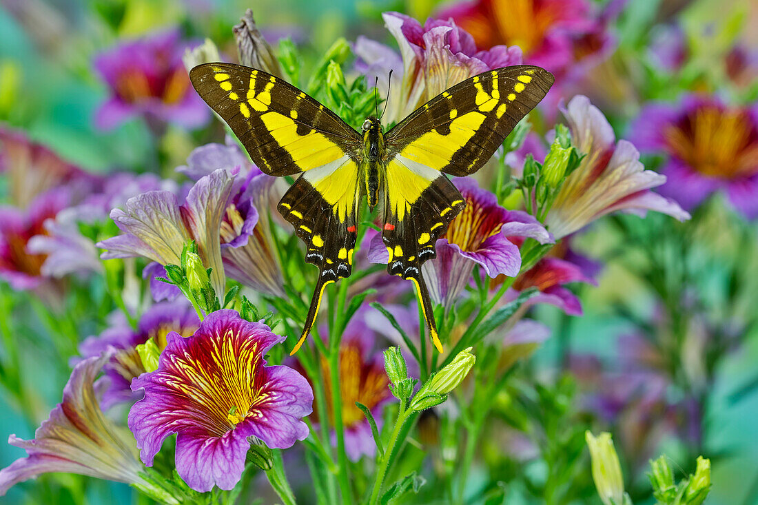 Violett gefärbte Zungenblüten mit Eurytides thyastes Schmetterling