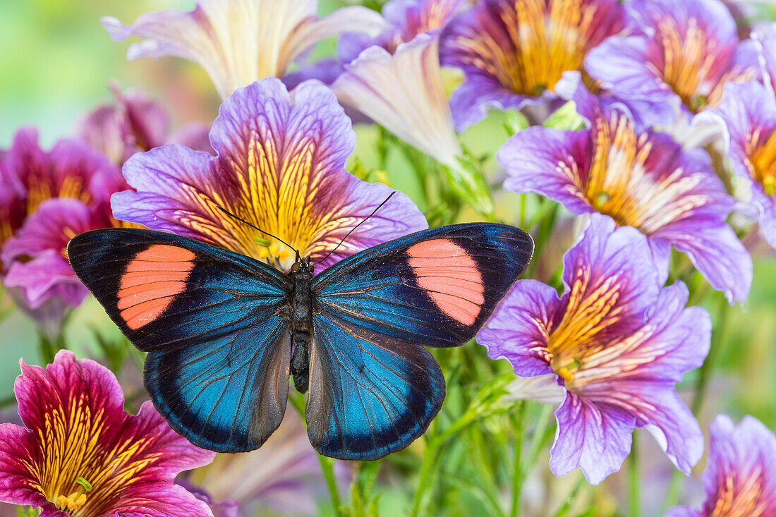 Batesia hypochlora butterfly on painted tongue flowers