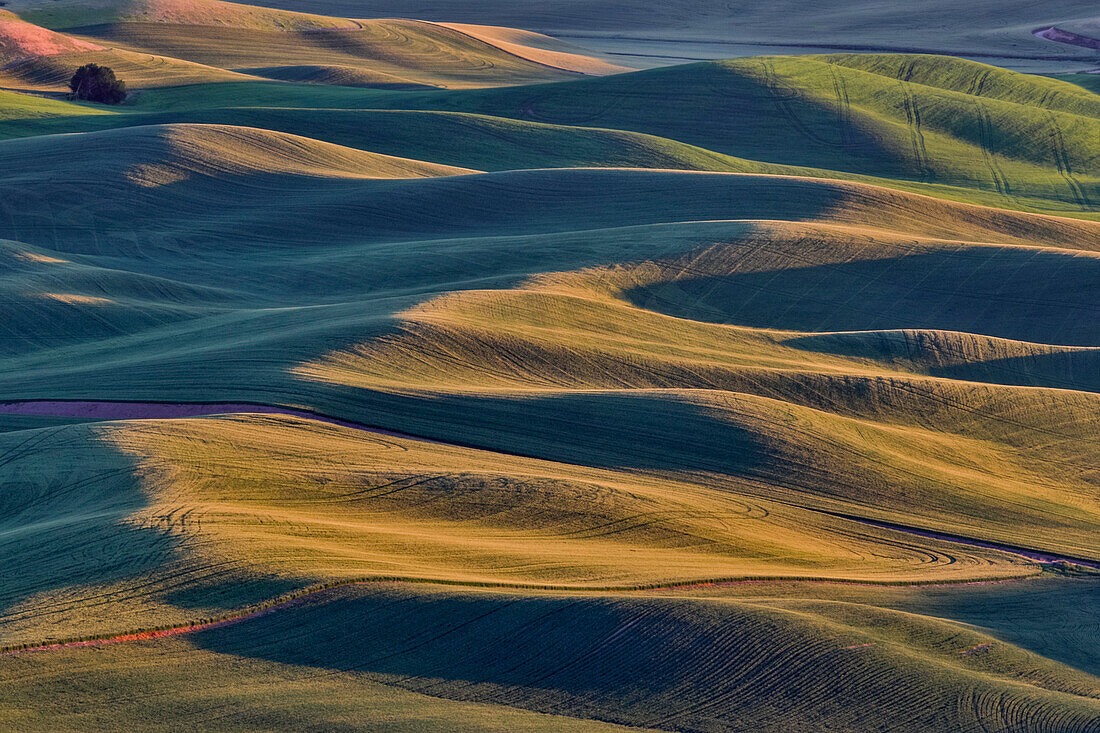 Rollende Weizenfelder von oben gesehen, Steptoe Butte State Park, Washington State