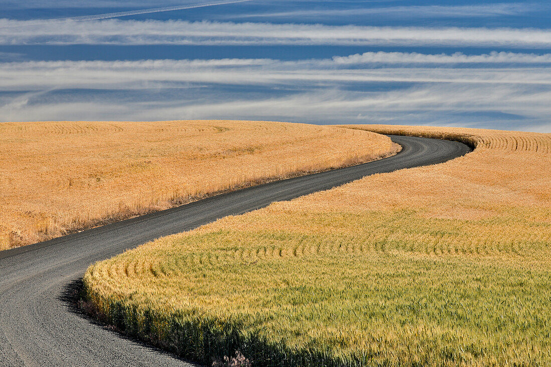 Winterweizen und kurvige Schotterstraße südlich von St. John, Ost-Washington