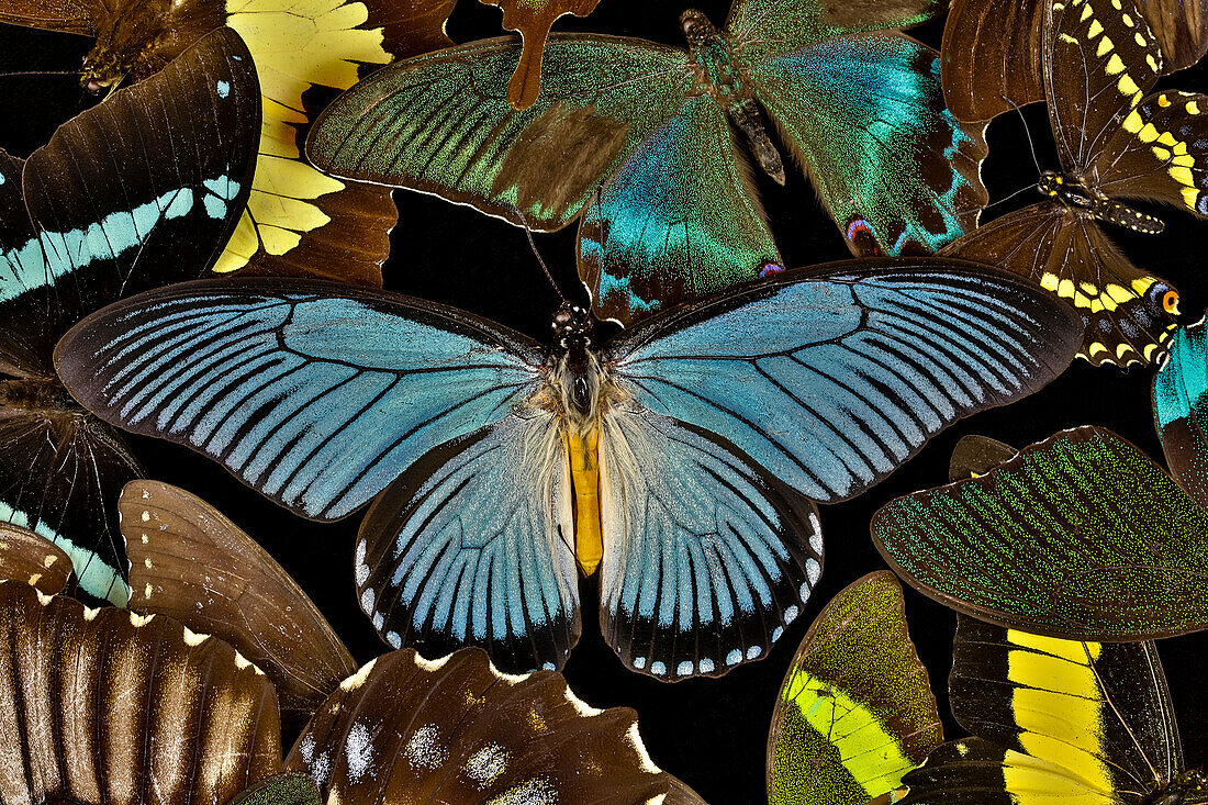 Schmetterlinge in Gruppen, um ein Muster mit African Blue, Papilio zalmoxis, zu bilden, Sammamish, Washington State