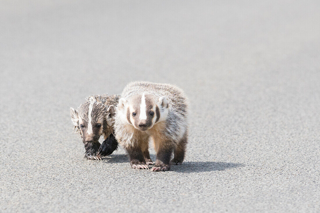 USA, Washington State. American Badger (Taxidea taxus) and offspring cross a rural road in Eastern Washington State.