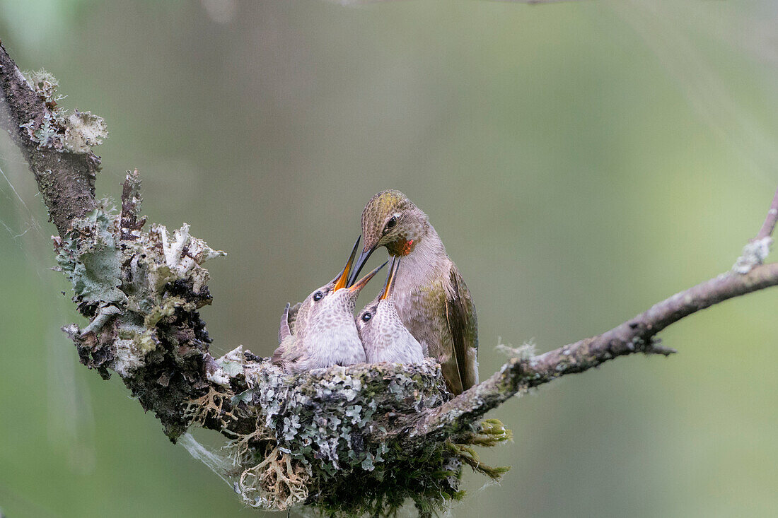 USA, Washington State. Adult female Anna's Hummingbird (Calypte anna) at cup nest feeding chick while second chick begs.