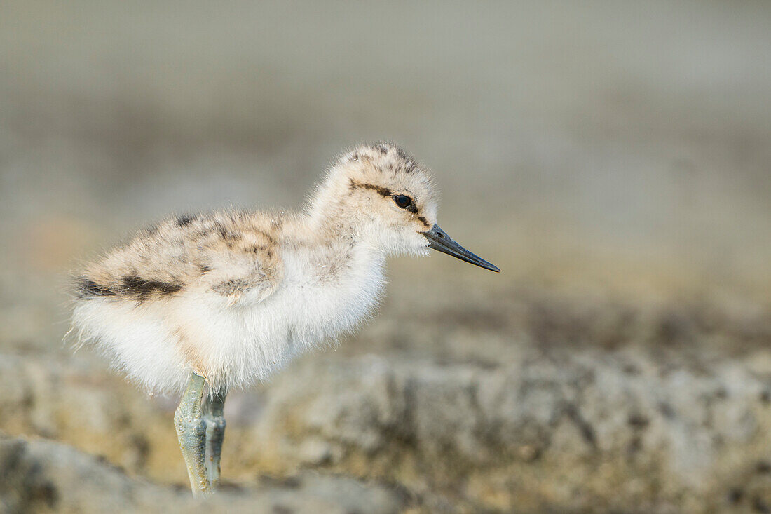 USA, Washington State. American Avocet (Recurvirostra americana) chick forages along a lakeshore in Eastern Washington State.