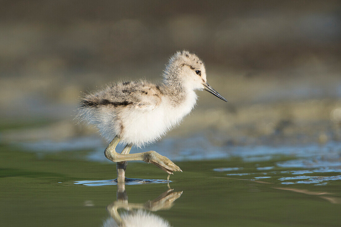 USA, Washington State. American Avocet (Recurvirostra americana) chick forages along a lakeshore in Eastern Washington State.