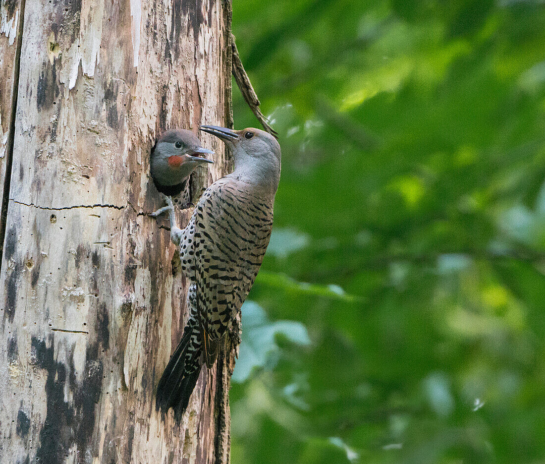USA, Washington State. Adult female Northern Flicker (Colaptes auratus) feeds a male chick at nest.