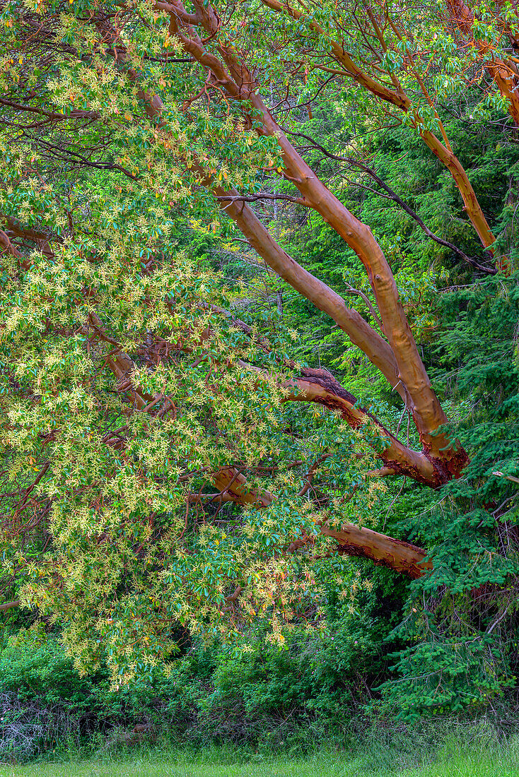 USA, Bundesstaat Washington, San Juan Island National Historical Park, English Camp, Pazifische Madronenbäume blühen neben Douglasien.