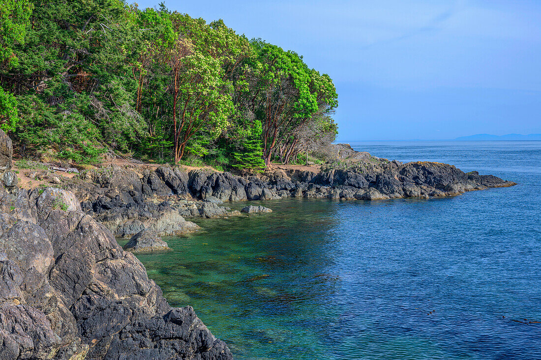 USA, Washington State, San Juan Island, Lime Kiln Point State Park, Pacific madrone trees and rocky shoreline.