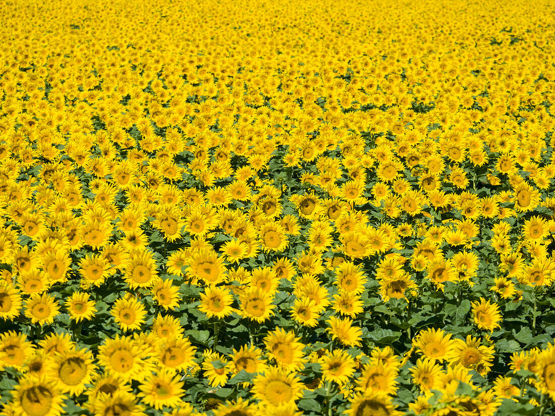 Large sunflower field.