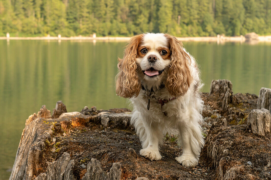 Rattlesnake Lake Recreation Area, North Bend, USA. Cavalier King Charles Spaniel standing on top of a large tree stump.