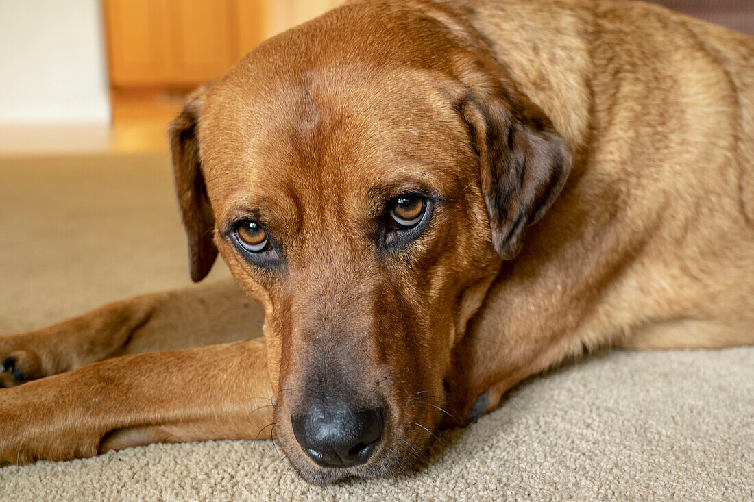 Porträt eines Rotfuchses (oder fuchsroten) Labradors, der auf dem Boden liegt (PR)