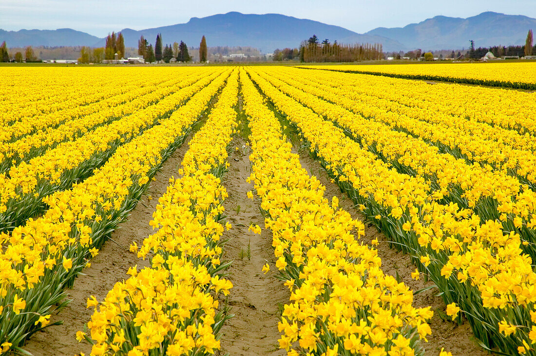 Mount Vernon, Washington State, USA. Field of yellow daffodils.
