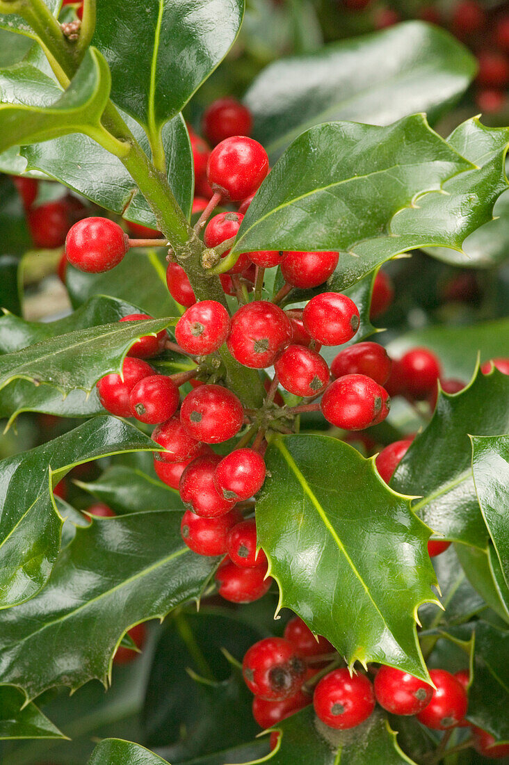 Mount Vernon, Washington State, USA. English holly with red berries.