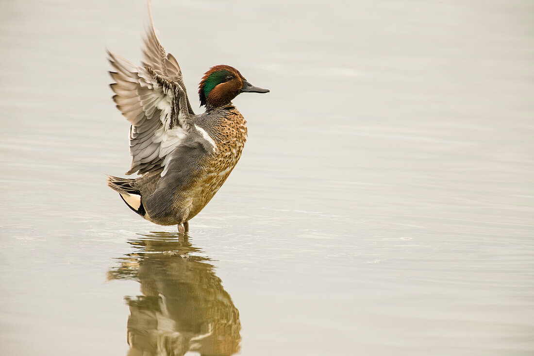 Ridgefield National Wildlife Refuge, Washington State, USA. Male green-winged teal flapping its wings.