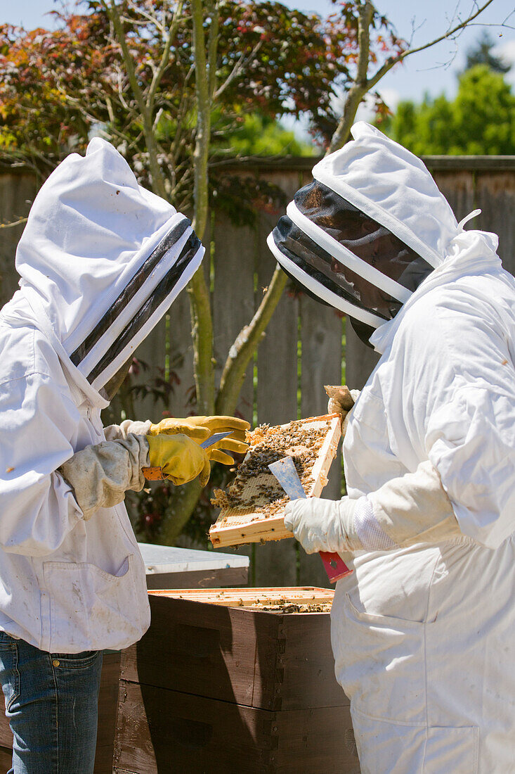 Seattle, Bundesstaat Washington, USA. Zwei Imker prüfen den Gesundheitszustand des Honigs in einer Zarge. (MR, PR)