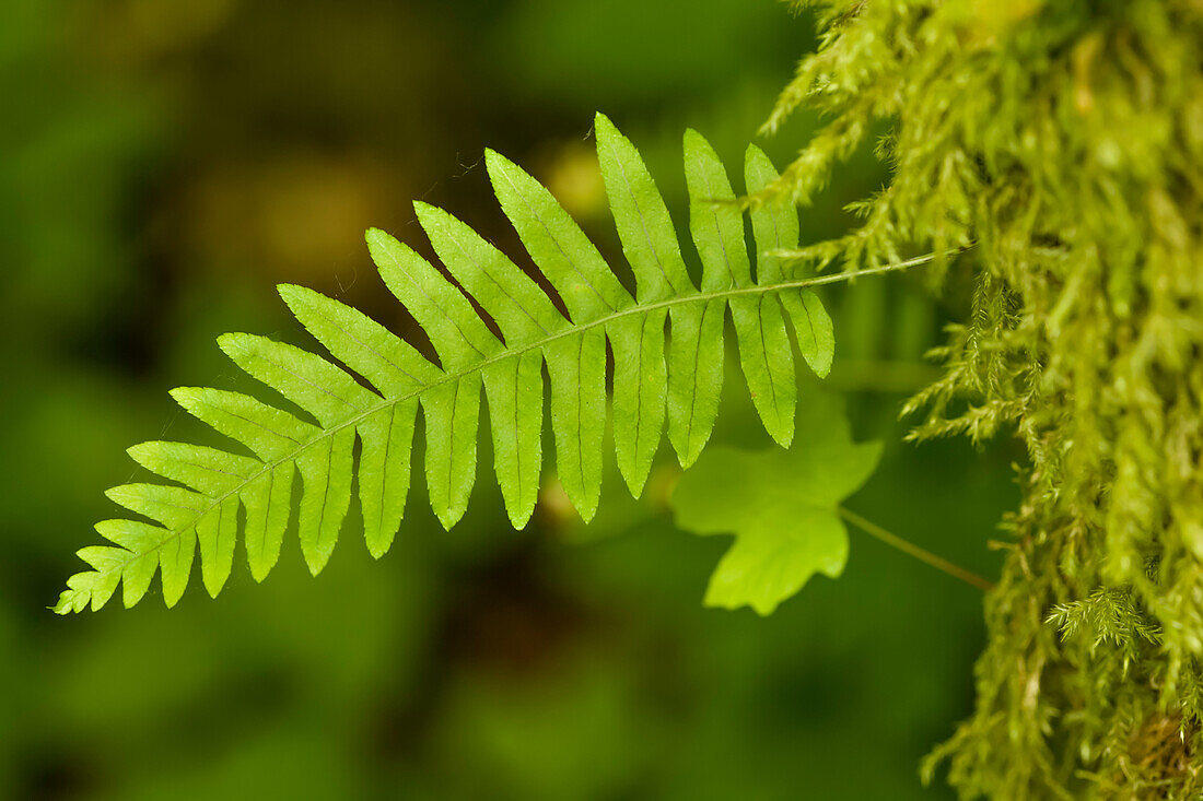 Olallie State Park, Washington State, USA. Licorice fern growing out of the side of a moss-covered big-leaf maple tree.