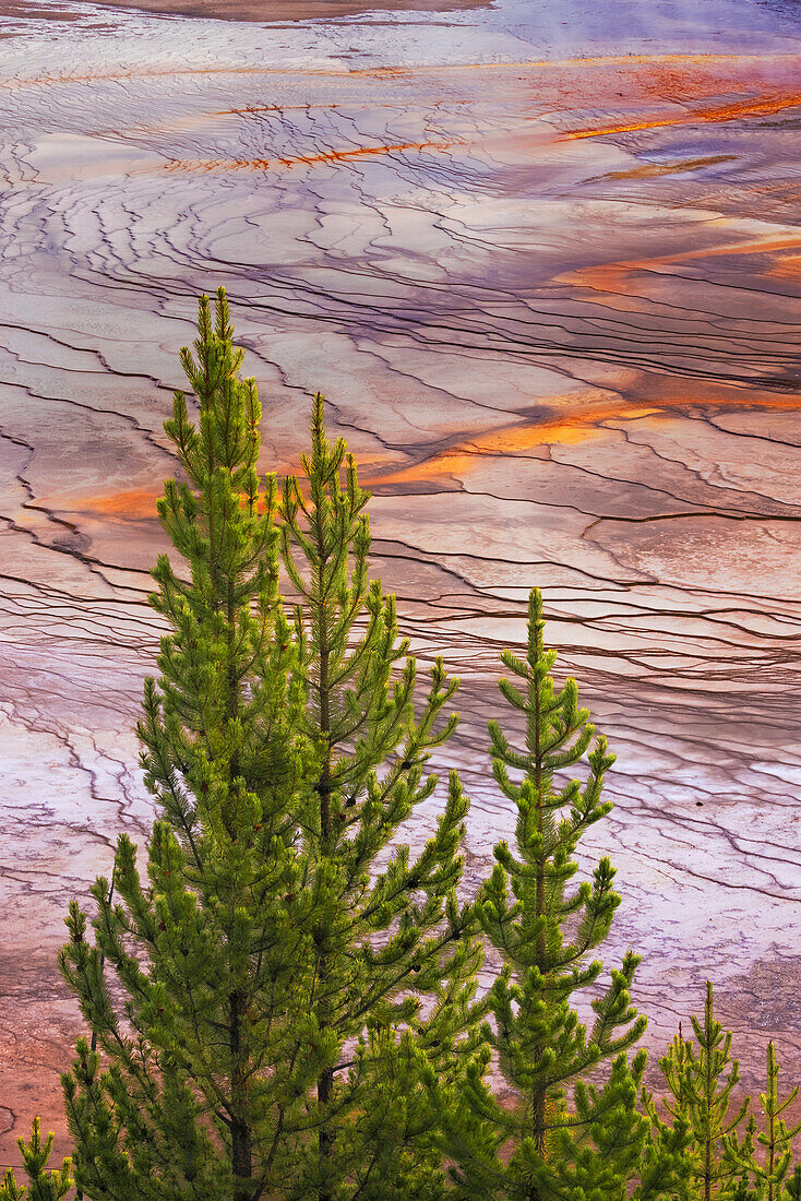 Blick von oben auf die Grand Prismatic Spring und die bunte Bakterienmatte, Yellowstone National Park, Wyoming
