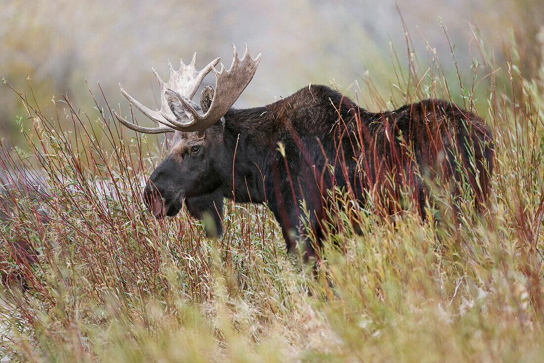 Bull moose, Grand Teton National Park, Wyoming