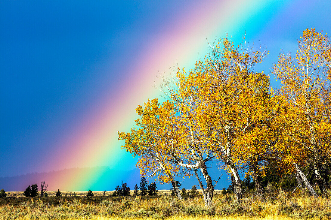 Regenbogen über Espen, Grand Teton National Park, Wyoming