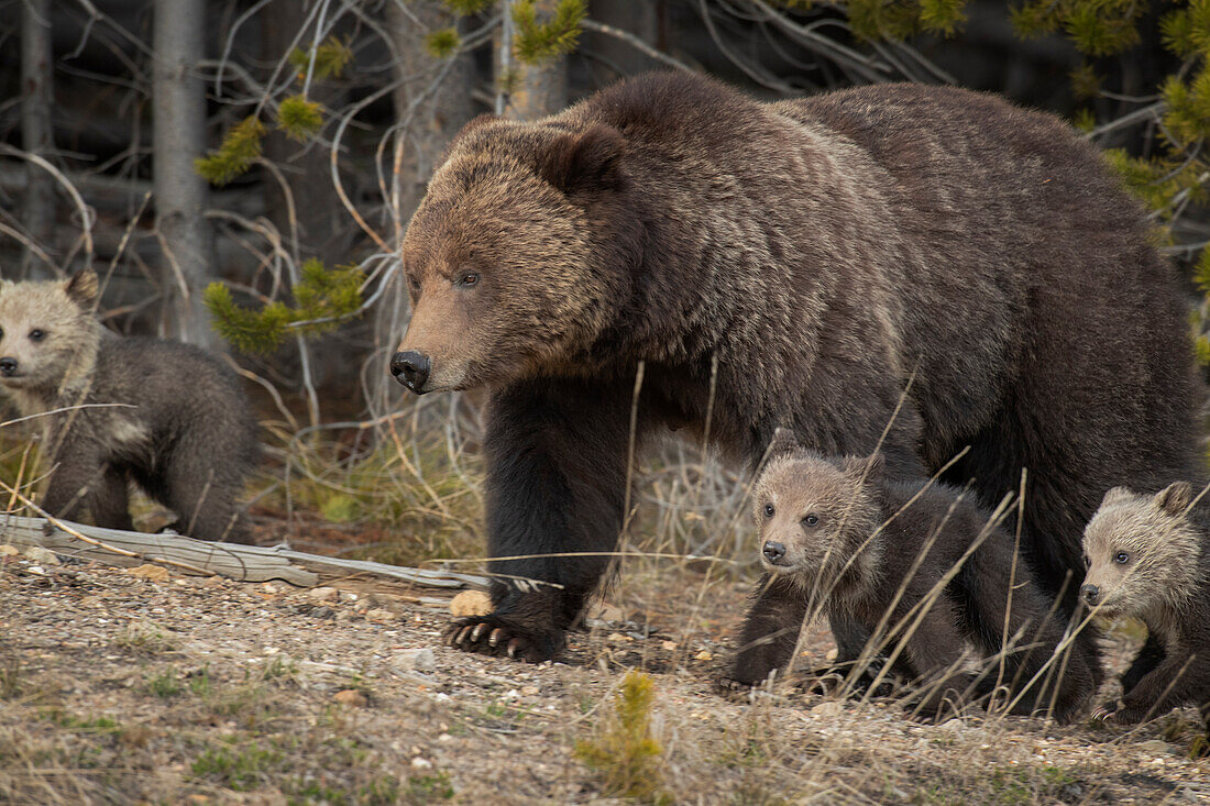 USA, Wyoming, Yellowstone-Nationalpark. Grizzlybärensau mit Jungen im Frühling