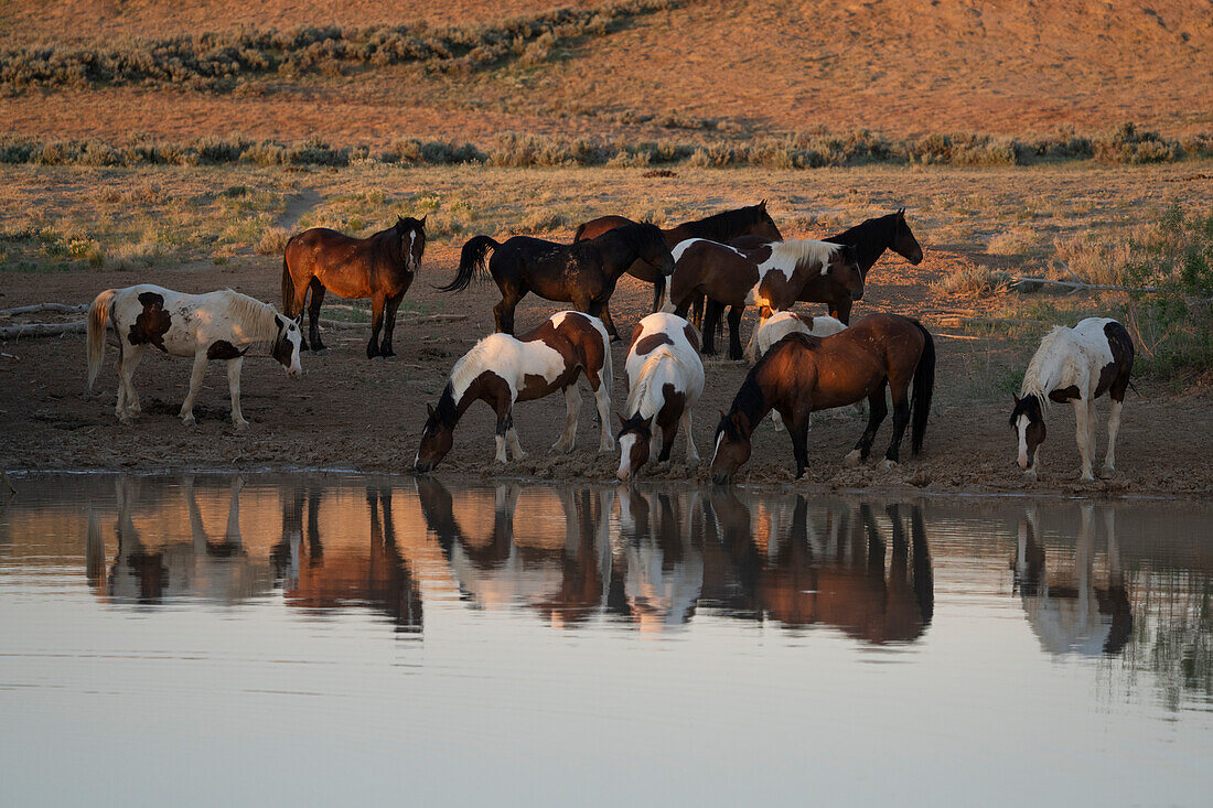 USA, Wyoming. Wildpferde trinken aus einem Wasserloch in der Wüste.