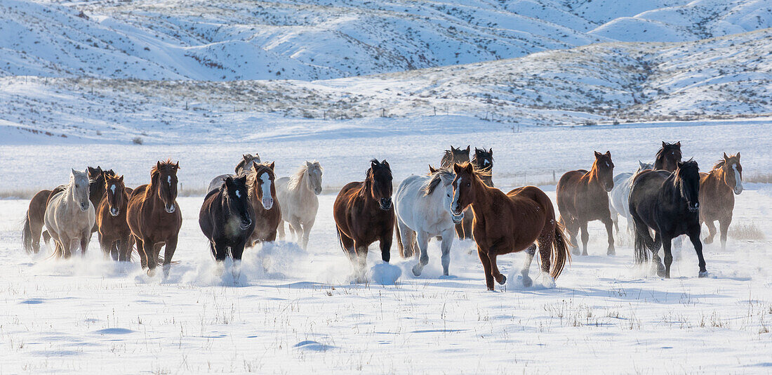 Cowboy horse drive on Hideout Ranch, Shell, Wyoming. Herd of horses running in snow.