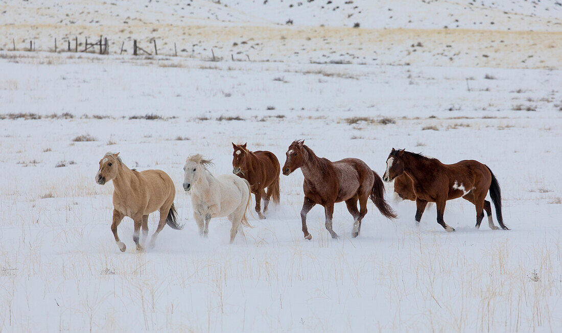 Cowboy horse drive on Hideout Ranch, Shell, Wyoming. Herd of horses running in snow.